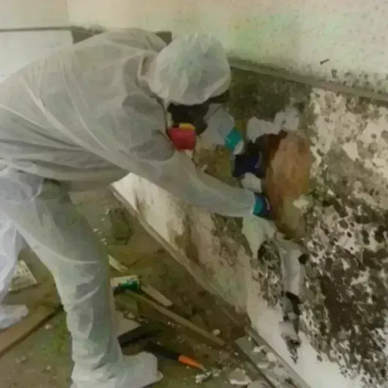 Mold Remediation and Removal in Walden, CO